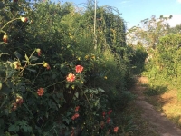 Goias, GO, Goiania, Aluguel temporada,  Alugue temporada, apartamentos para alugar, Casa para alugar,  alugar casas,  aluguel de temporada,  aluguel por temporada, alugar apartamento,  alugar casa, casas pra alugar,  casas alugar, casa alugar, casa temporada, aluguel para temporada,